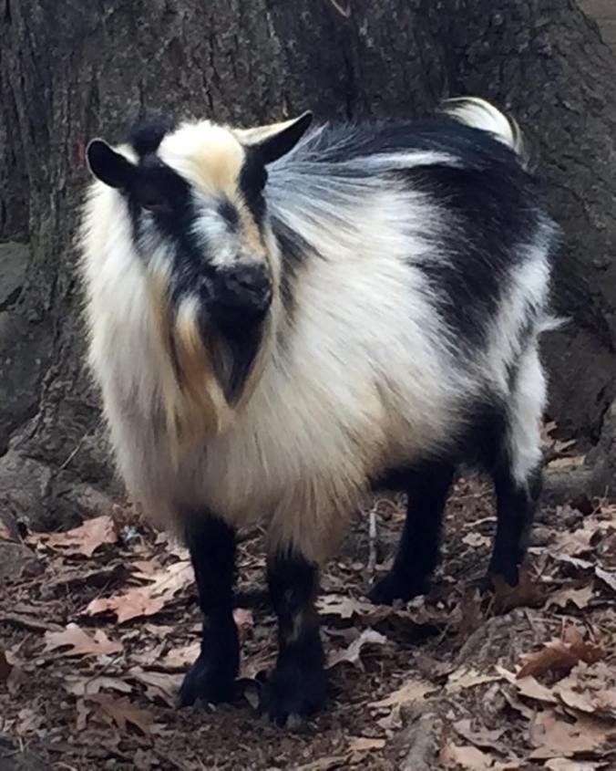 15672780_1361886897176904_6329785065894998266_n