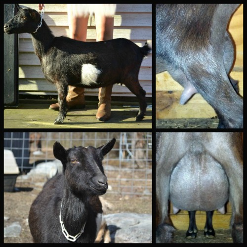 Alice’s 2F udder, 7 weeks fresh, 12 hour fill. Alice is a joy to milk with her long, easy to milk teats and lovely udder texture!