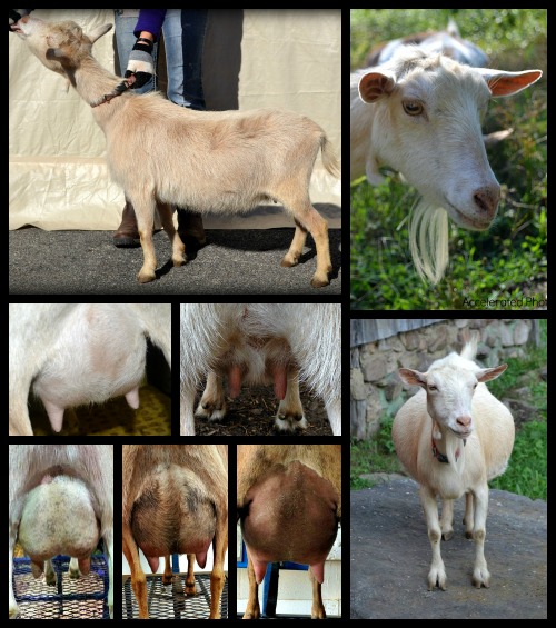 New conformation and udder photos coming in the summer. Center udder photos are Donietta’s 3F udder, 25 days fresh, 8 hour fill and dry udder. Bottom right photo at 4.5 months pregnant with quad doe kids! Bottom udder photos are Donietta’s freshened daughters, Belle and Cinderella, by our senior herdsire OMF Stalactite (Belle and Cinderella udder photos courtesy of Cool Springs Farm). Donietta has proven herself as a valuable brood doe, throwing show winning daughters with beautiful mammary systems, and we look forward to getting her in the show ring herself this summer!