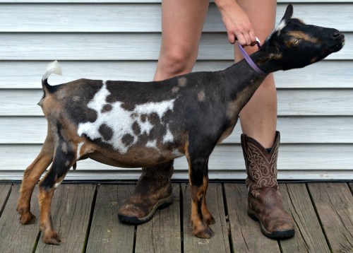 Vana summer 2015 (post milk out).