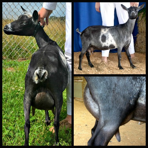 Moody’s FF udder, 4 weeks fresh, 10 hour fill. Needless to say, we were very impressed with this girl’s beautiful FF udder!