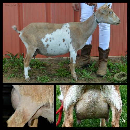 Nala’s 2F udder, approximately 2 and 14 weeks fresh while nursing twins. Conformation picture taken while drying off.