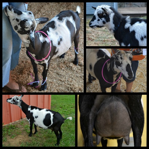 Pretty’s 4F udder, 50 days fresh, 10 hour fill (nursing a singleton). This small, correct doe has a very strong will to milk and always fills the pail!