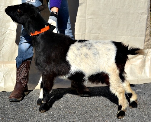 Udder photos coming in the spring. When we went to pick up Vana from Lucky Four Farms, we saw Sera and fell in love – she had a very capacious, beautiful FF udder. So when our friends at L4 asked us if we wanted to purchase Sera a few months later, we just had to bring her to Terra Bella!