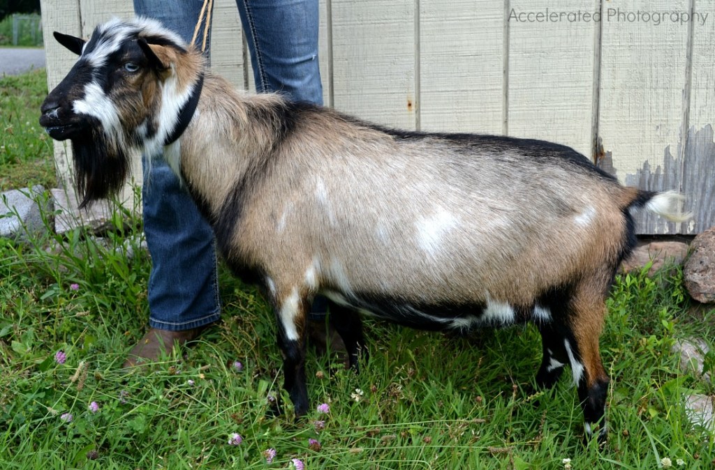 New photos coming soon. Stalactite is a proven udder and attachment buck with daughters that are winning in the show ring.