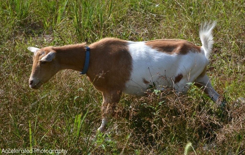 New photos coming soon. We are very excited to have an Uproar daughter in the herd!