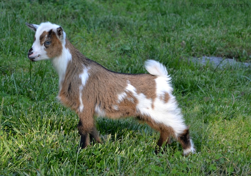 Symphony at 4 weeks old ... our gorgeous little homebred show girl!