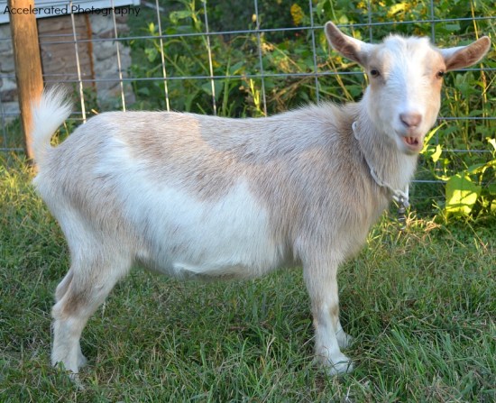 Peek freshened with a lovely, glued on udder and gave us a very correct doe kid. We look forward to watching both of them mature!