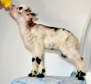 Stitch at 5-days-old.