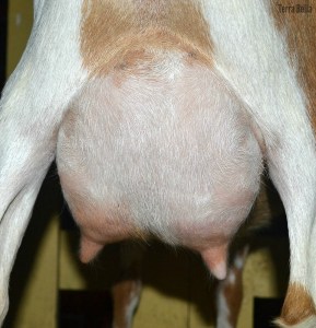 2F udder, starting to dry off