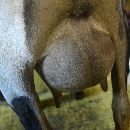 Vana's 2F udder, 3 weeks fresh, 10 hour fill (nursing twins).