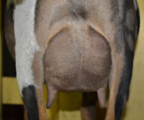 Vana's 2F udder, 3 weeks fresh, 10 hour fill (nursing twins).