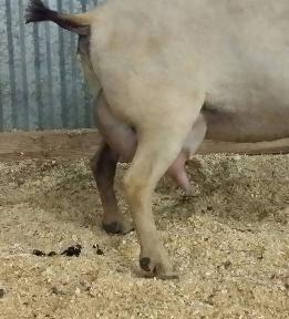 Cinderella_udder-261x288