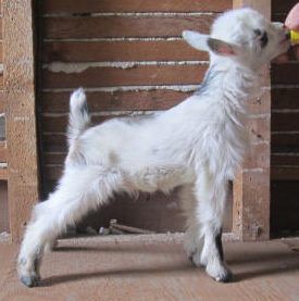 Pal as a bottle baby. Photo courtesy of Addie Pepoli. 