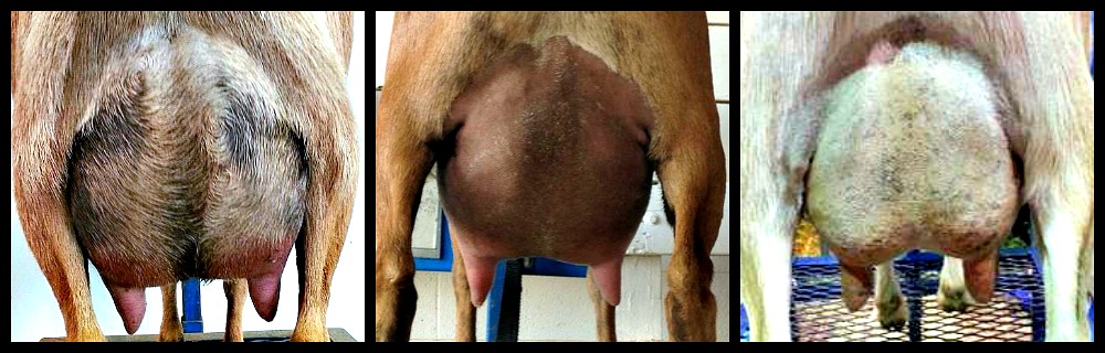 Stalactite daughters