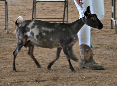 Vana at her very first show - she placed 1st in ring 1!