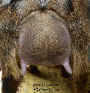 FF udder 30 days fresh