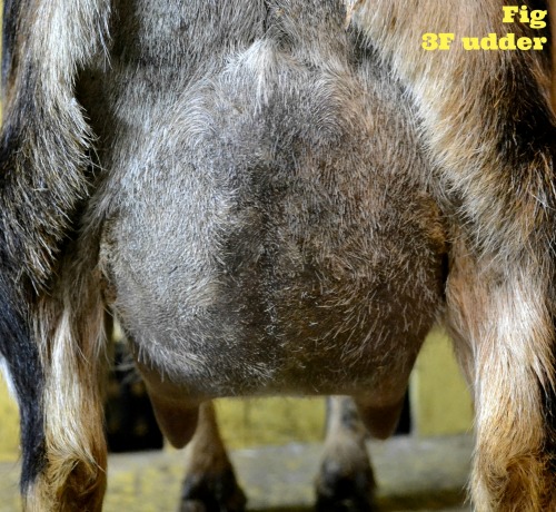 3F udder reara