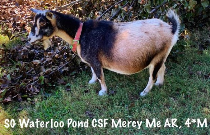 71851292_2711826678849579_2300902521218007040_n (2)