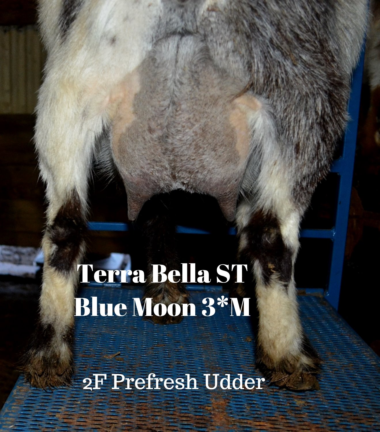 Terra Bella ST Blue Moon 3*M Terra Bella Ranch