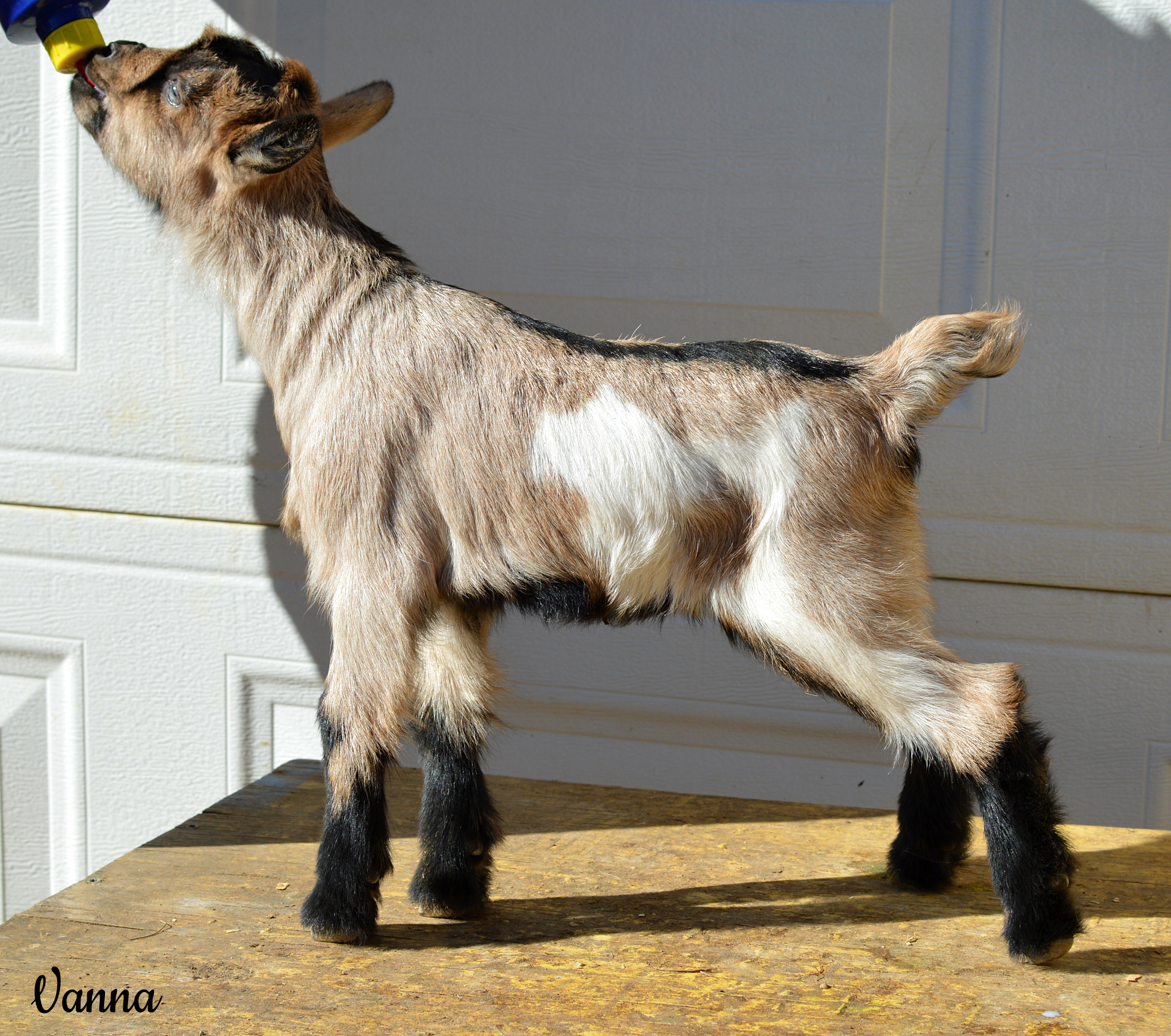 Vanna-fotor-20240203152327